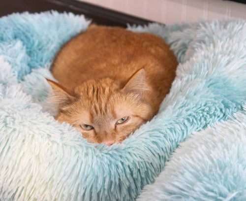 cat sleeping on plush pad