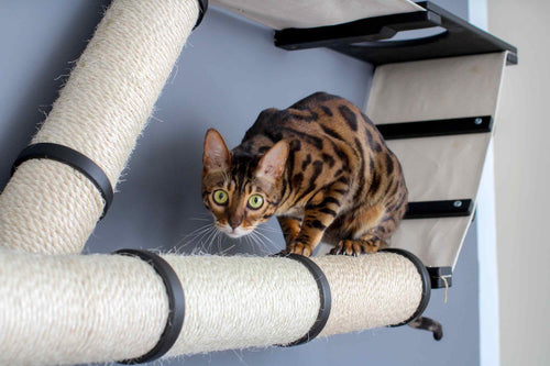 cat looking stressed out on cat furniture