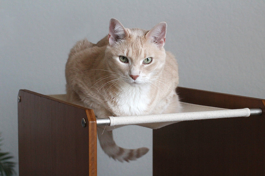 Bronson on top of The Overlook Cat Tree