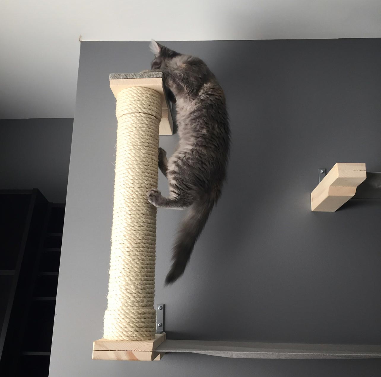 gray cat puling himself up onto a scratching pole