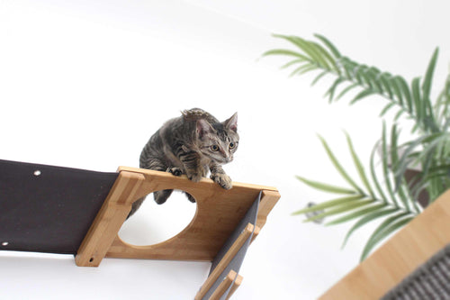 Cat on a wooden and fabric platform with a plant in the background
