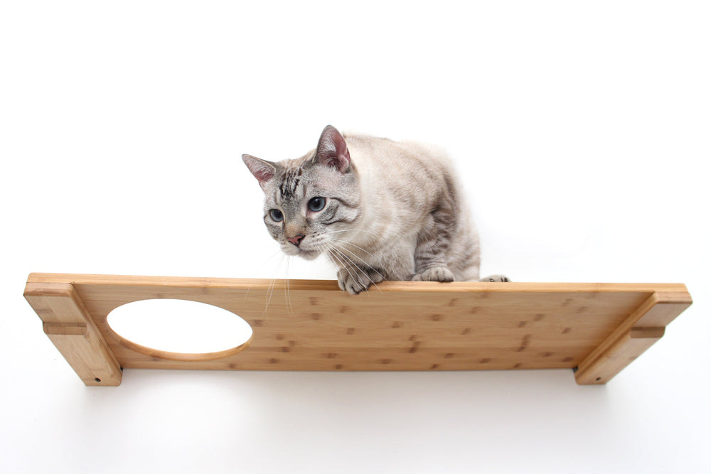 Cat looking down while perched atop a Natural Bamboo 34" cat wall shelf with Escape Hatch