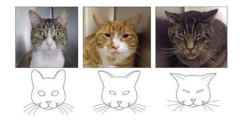 Photo of feline expressions to show how to tell if a cat is in pain