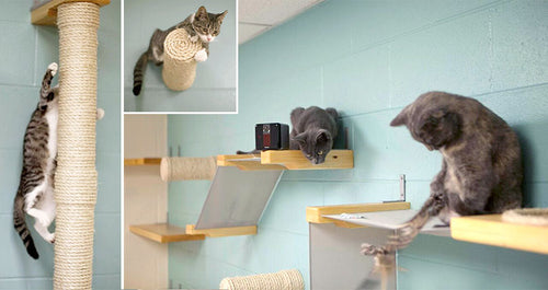 Huron Valley Humane Society : Cat Room