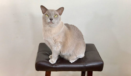 Cat sitting on a stool