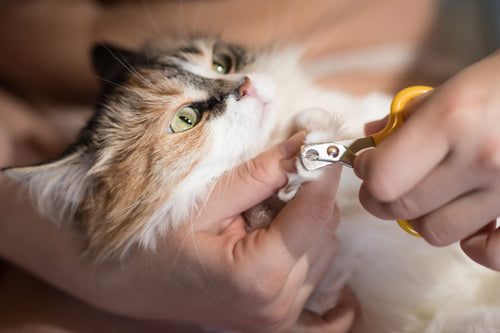 Cat getting nails trimmed