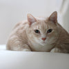 Anxiety in Cats: Signs & Tips to Reduce Stress in Your Home