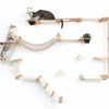 20 House Plants Safe for Cats