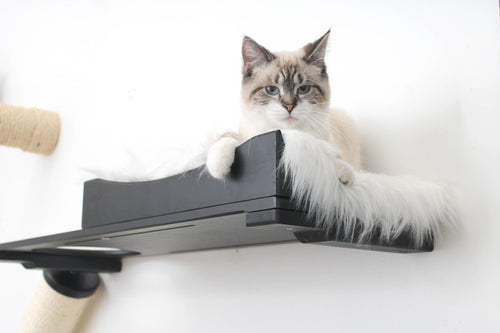 Tips for Adopting a Cat: Your Go-To Guide
