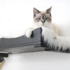 Tips for Adopting a Cat: Your Go-To Guide