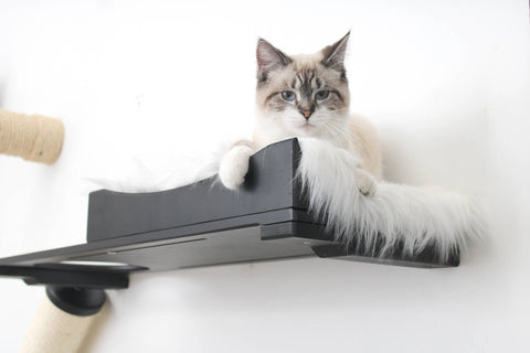 Tips for Adopting a Cat: Your Go-To Guide