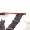 Kitten Training & Socialization Classes: Creating a Confident Cat