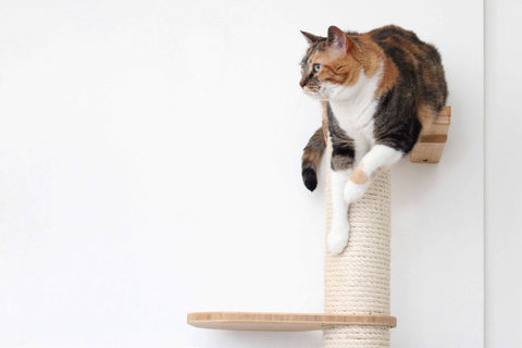 How to Stop Cat from Scratching Furniture: 6 Solutions to Try