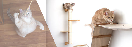 Images of cats playing with toys, cat scratchers and angled wall hammocks for cats