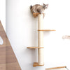 6 Cat Exercises & Activities That Your Cat Will Love