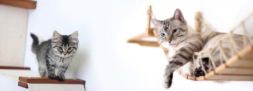 Cats enjoying a wall mounted play structure