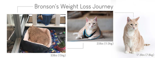 Photo showing Bronson Cat's Weight Loss