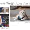 How to Get Cat to Lose Weight