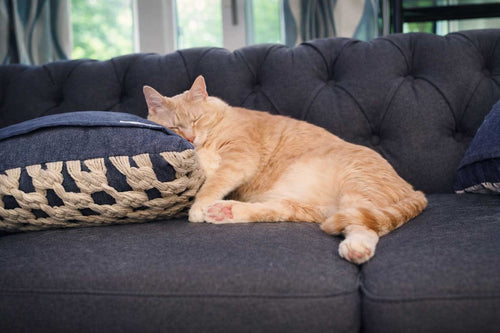 What to Do With Your Cat When You Go on Vacation