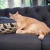 What to Do With Your Cat When You Go on Vacation