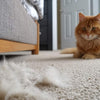 How to Live With Cat Allergies: Tips That Actually Help