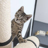 Adopt a Cat Month 2025: Make Room for a New Best Friend in June