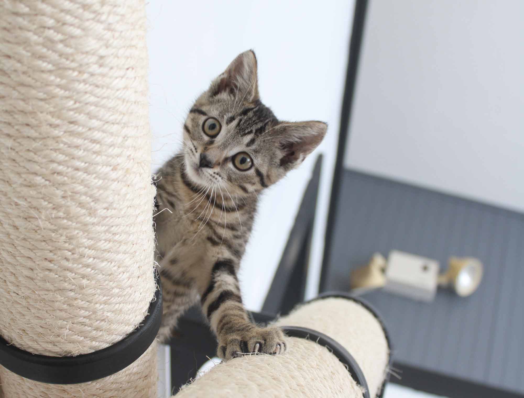 Adopt a Cat Month 2026: Make Room for a New Best Friend in June