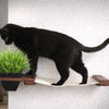 How to Cat Proof Your House: Maximizing Safety Without Sacrificing Style or Sanity