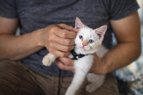 Is My Cat Bored? How to Spot Indoor Cat Boredom & What to Do
