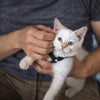 Is My Cat Bored? How to Spot Indoor Cat Boredom & What to Do