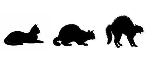 Understanding Cat Body Language: A Practical Guide to What Your Cat Is Trying to Tell You