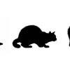 Understanding Cat Body Language: A Practical Guide to What Your Cat Is Trying to Tell You