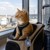 Traveling With Cats: Helping Your Cat Feel Safer on the Go
