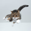How High Can Cats Fall? 6 Tips to Keeping Your Cat Safe
