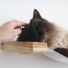 National Hug Your Cat Day & 4 Ideas to Celebrate in 2026