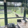 What Is A Catio? (& Why Build One?)