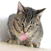 What Does Catnip do to Cats? Benefits, Uses & More!