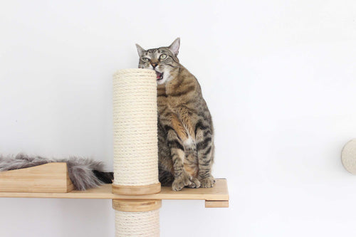 Why Is My Cat Chewing on Everything? Causes & How to Help