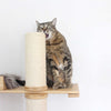 Why Is My Cat Chewing on Everything? Causes & How to Help