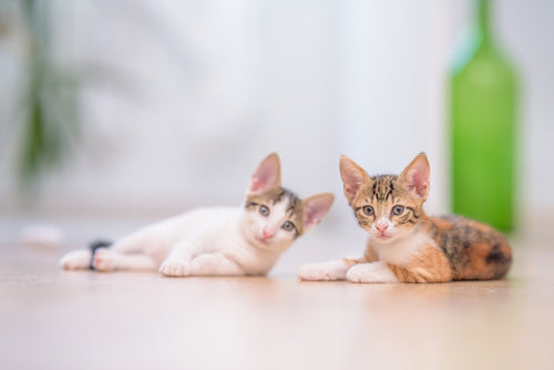 Two kittens lying on floor