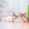 Getting Cat and Dog to Get Along - Tips for Integrating Dogs and Cats