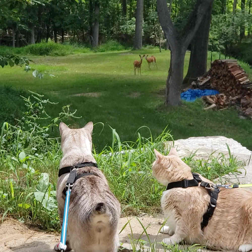 Should I Let My Cat Outside?