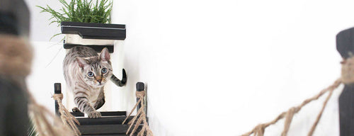 Cat slinking towards the photographer while enjoying a wall mounted cat playground.
