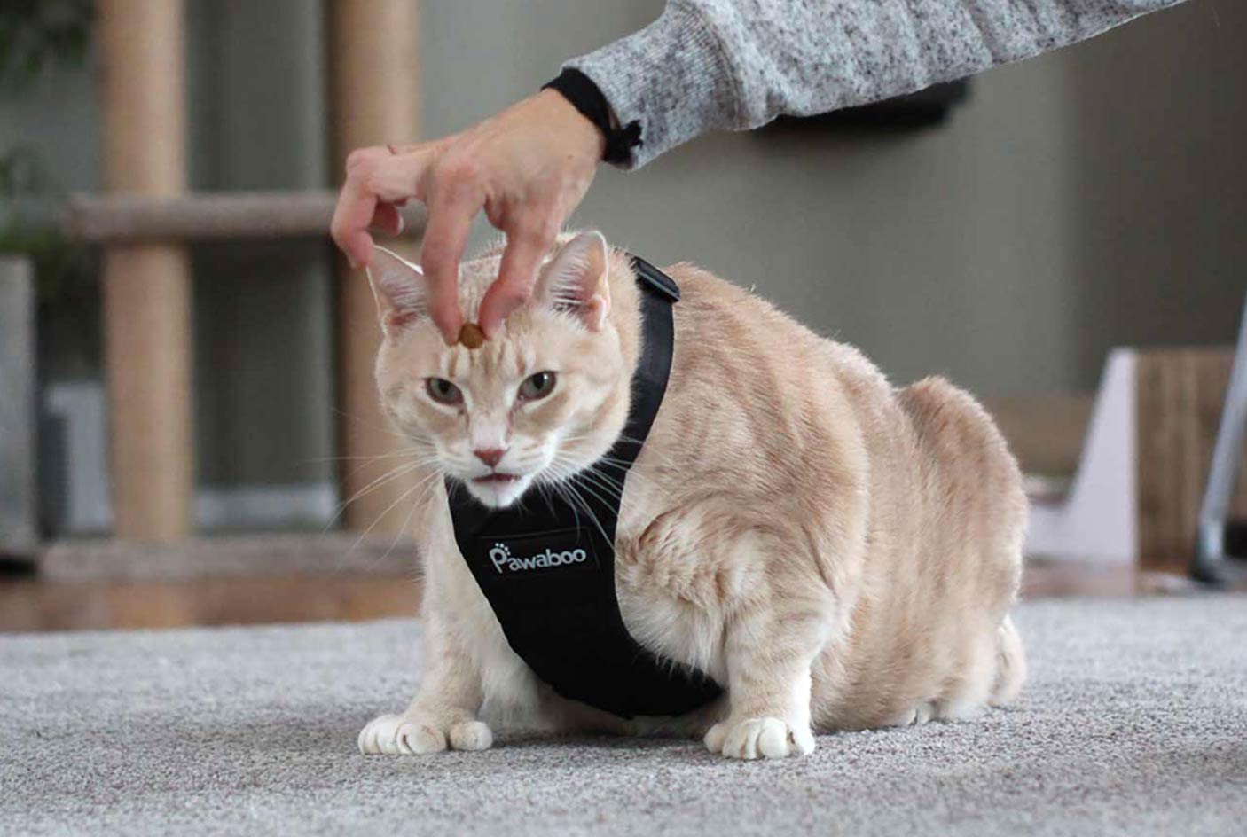 Harness Training A Cat: A Guide to Leash Training Confidence
