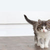 Cat Socialization: How To Socialize Your Cat