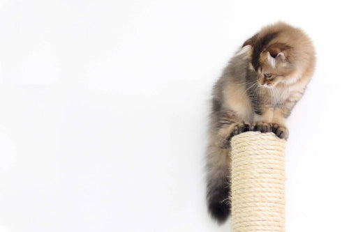 cat sitting at the top of a scratching post