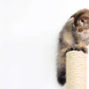 How Far Can Cats Fall? Answers About High Rise Cat Syndrome