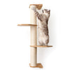 Cat Enrichment Explained. Activities, Ideas & Benefits