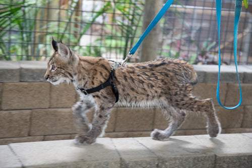Young Lynx walking with a harness