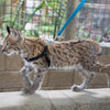 How To Train a Cat: Promoting Positive Behavior